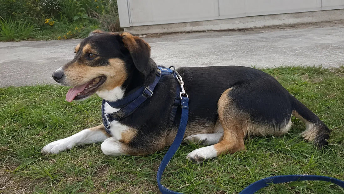 How to Stop Leash Pulling: A Step-by-Step Loose-Leash Walking Plan