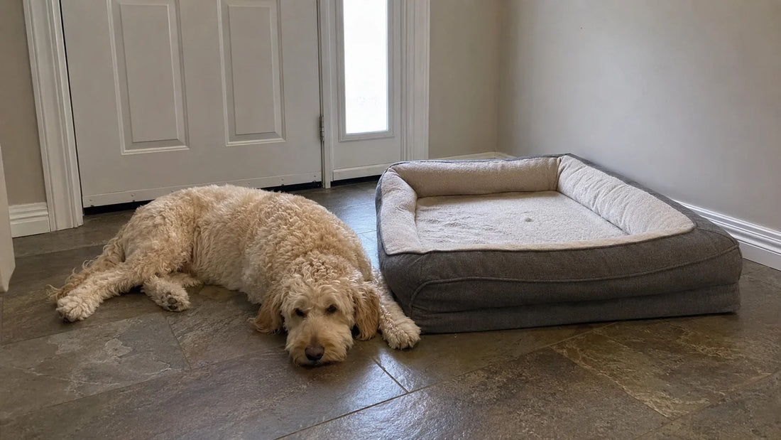 Separation Anxiety Basics: Teach Your Dog to Be Calm Alone