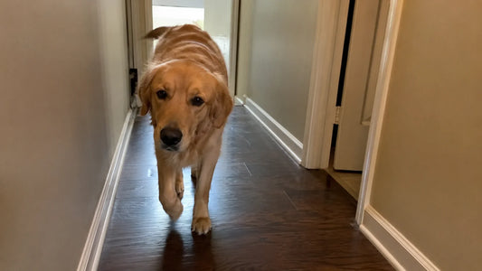 10 Reasons Your Dog Is Following You Everywhere