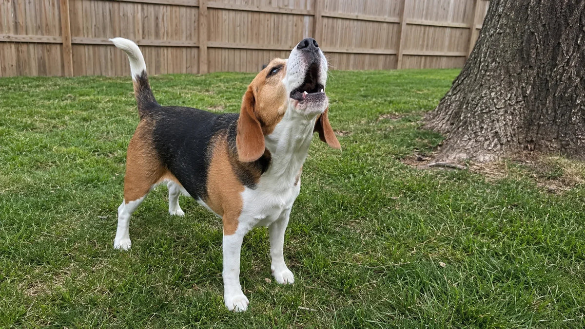 Do Beagles Bark A Lot? How Noisy They Really Are at Home