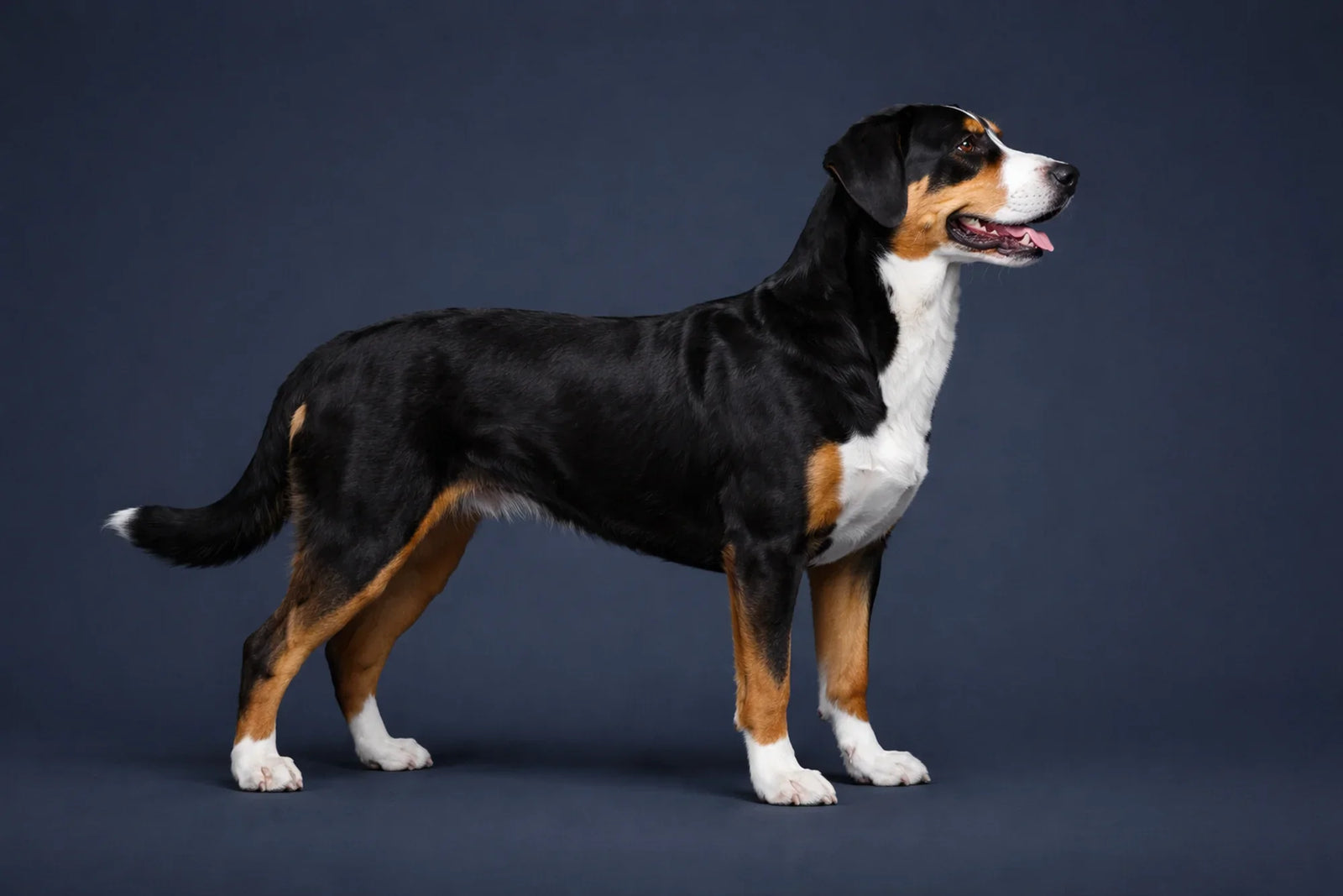 Entlebucher Mountain Dog