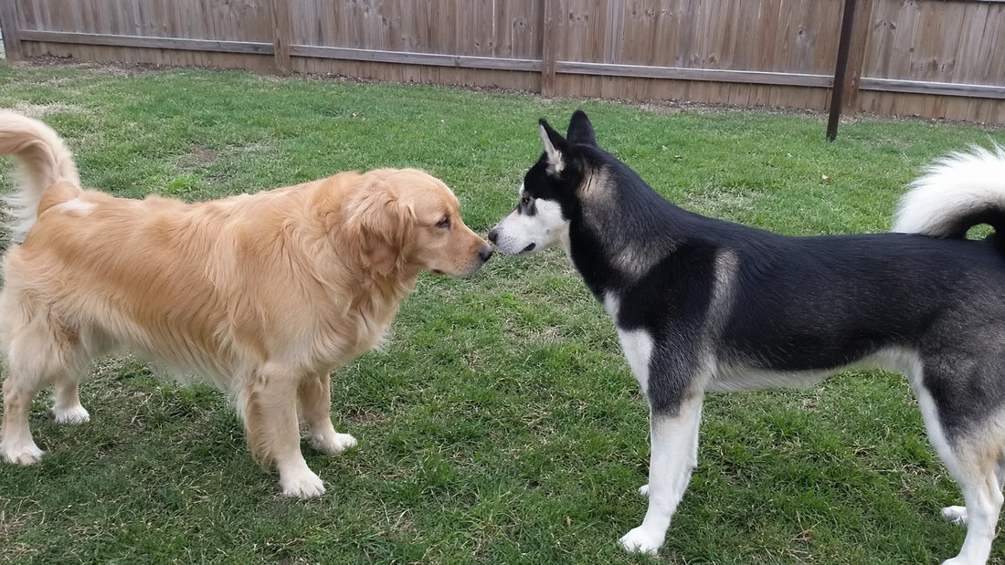 How to Introduce Two Dogs Safely: A 7-Day First Week Plan + Common Mistakes
