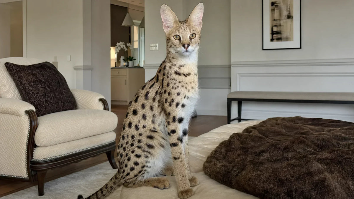 Most Expensive Cat Breeds in the World (Ranked)