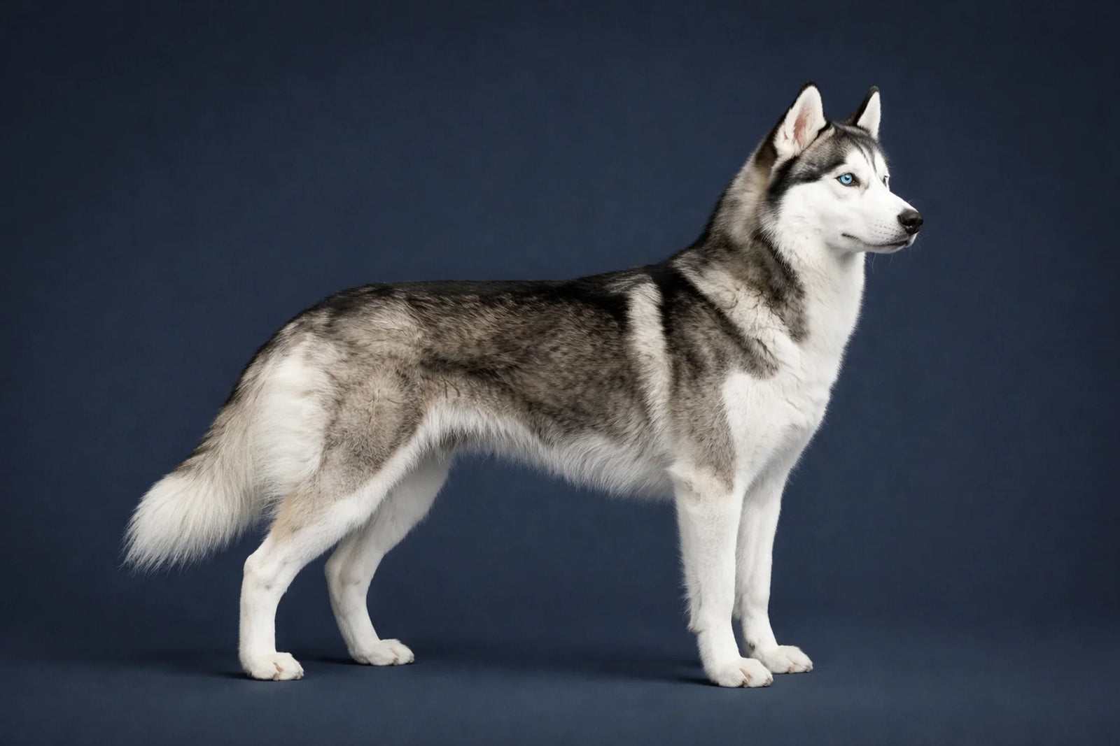 Siberian Husky