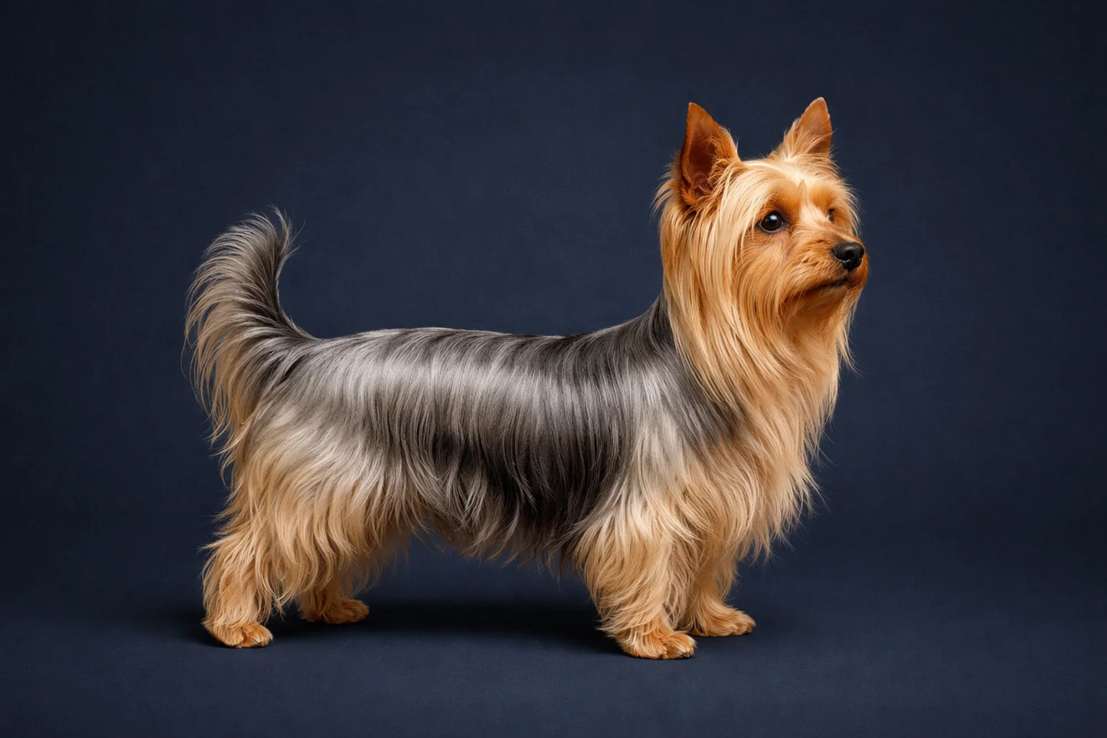 Silky Terrier