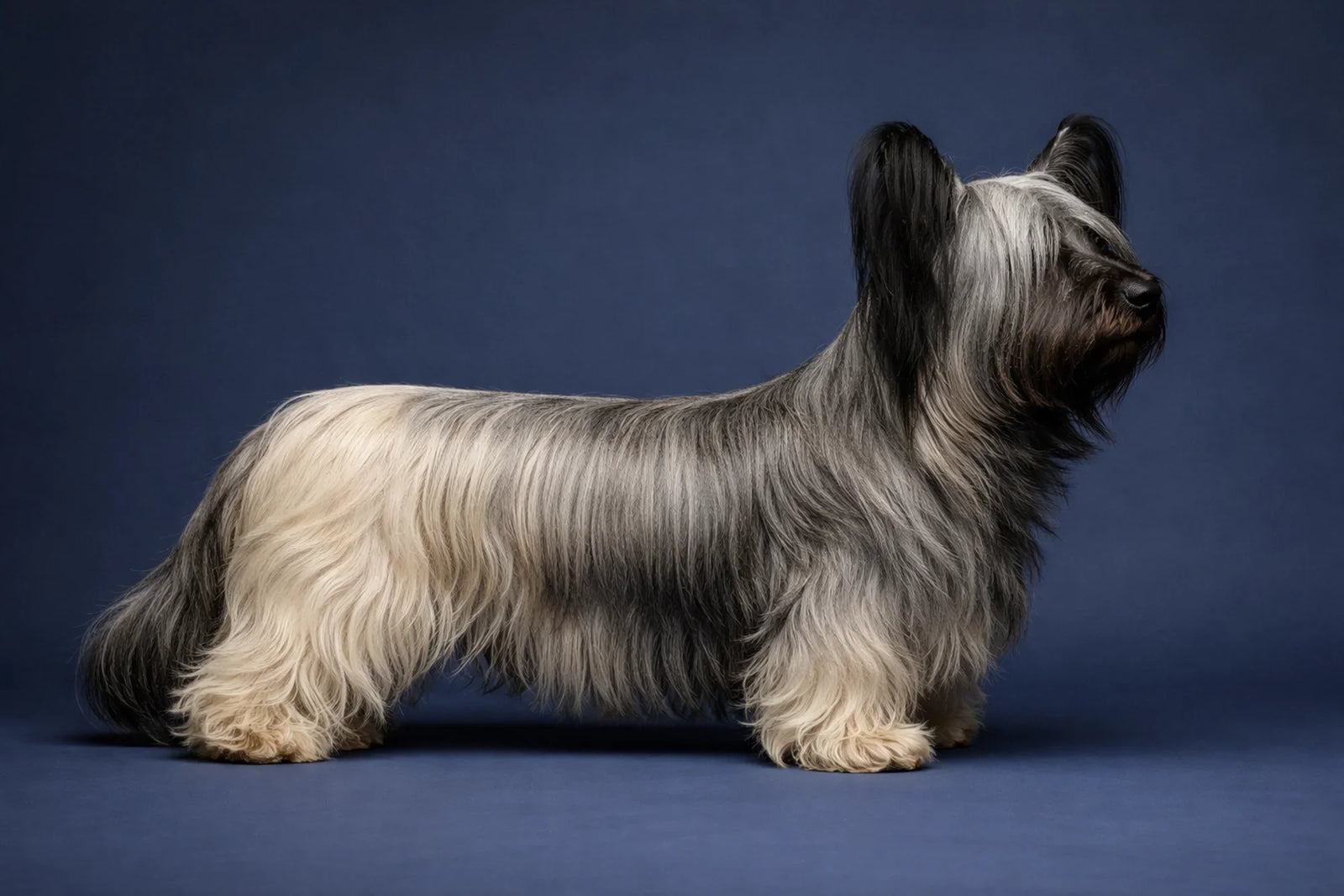 Skye Terrier