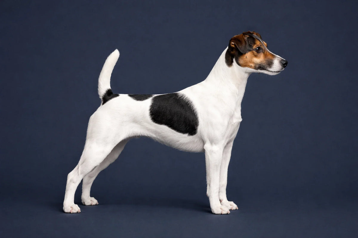 Smooth Fox Terrier