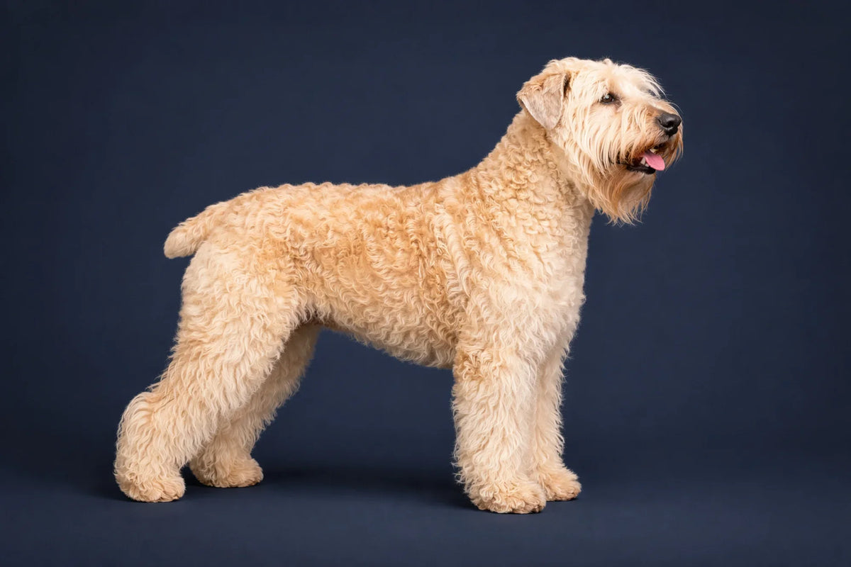 Soft Coated Wheaten Terrier