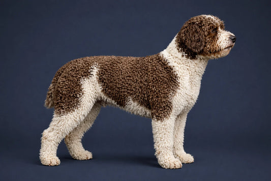 Spanish Water Dog