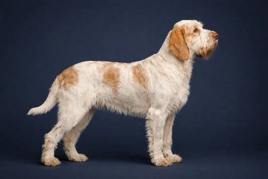 Spinone Italiano