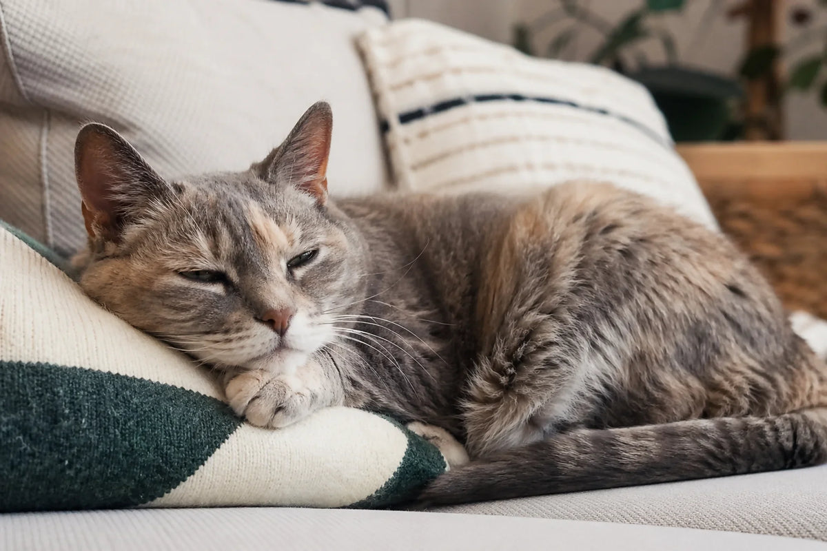 A gray cat resting on a couch, lying on a pillow with a relaxed, sleepy expression.