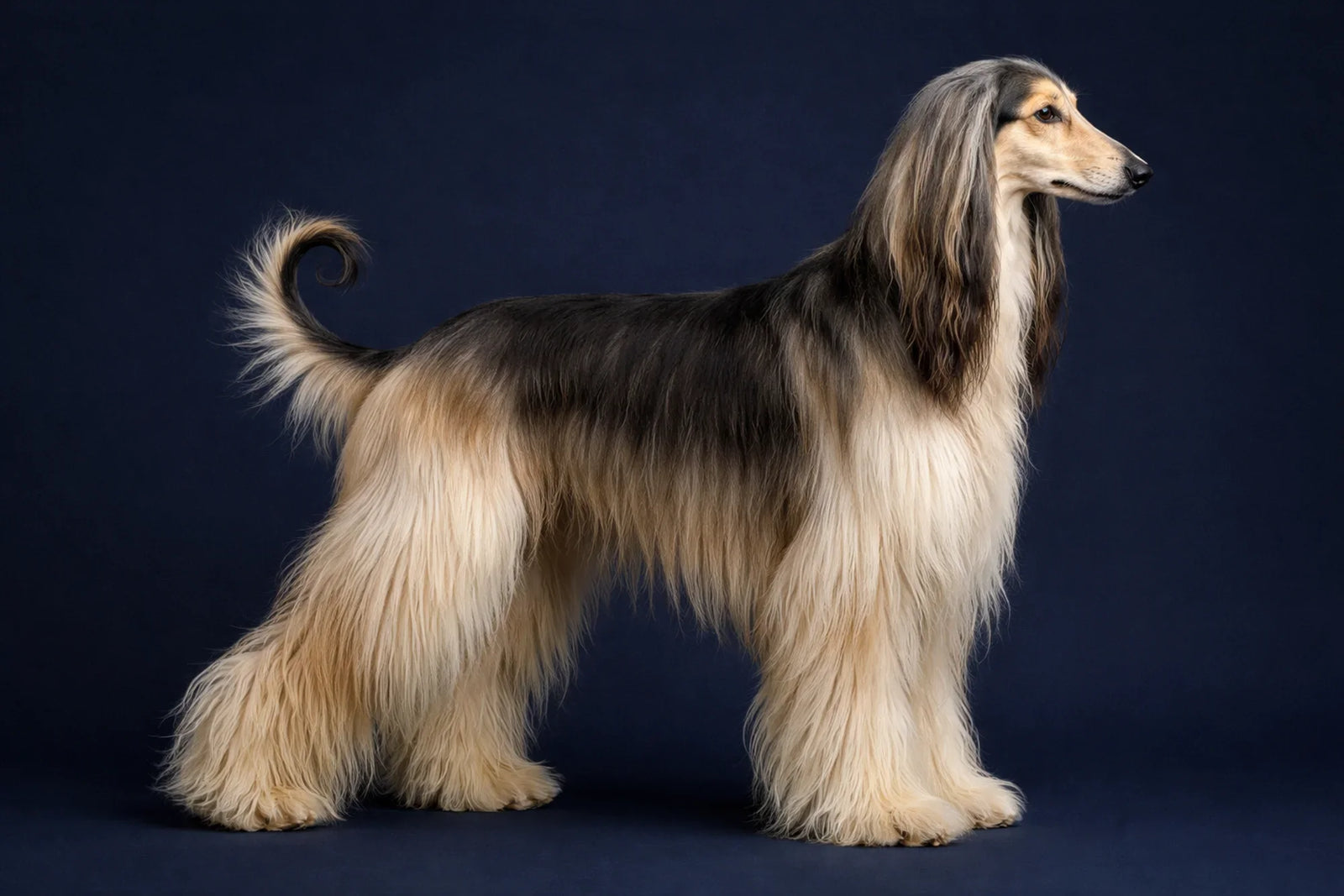 Afghan Hound