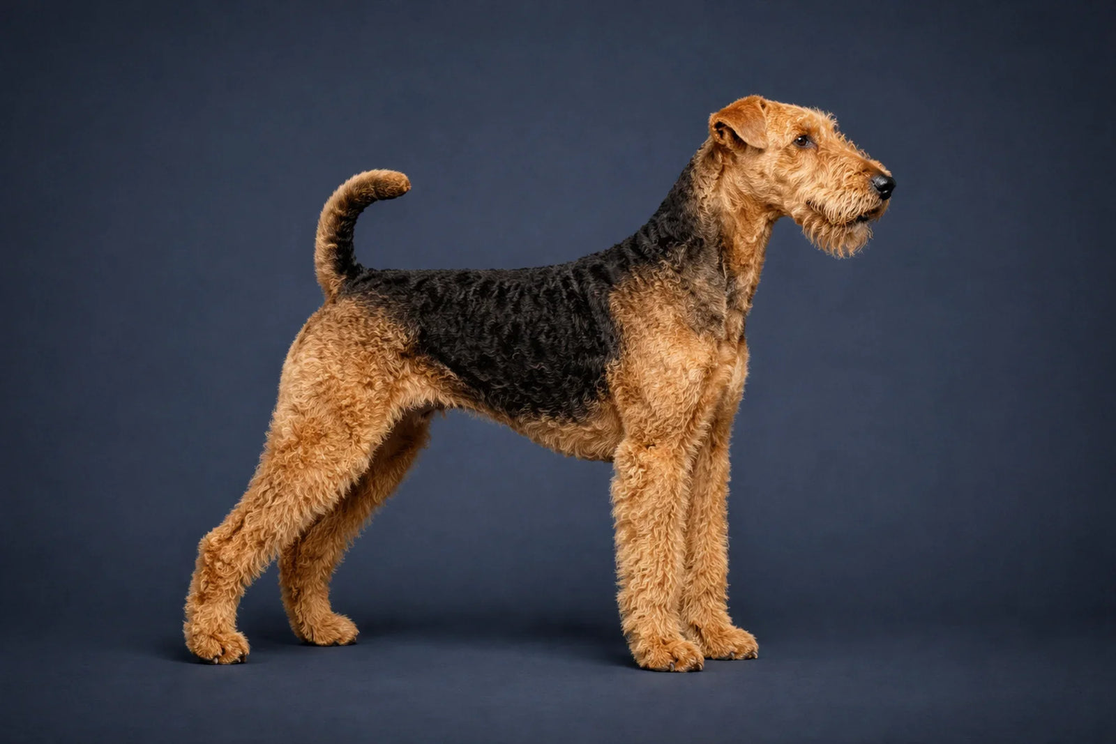 Airedale Terrier