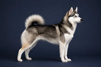 Alaskan Klee Kai