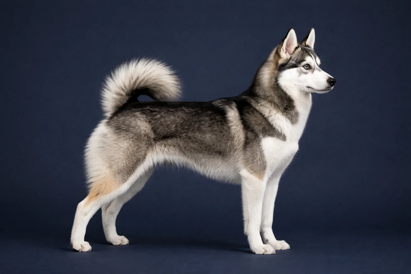 Alaskan Klee Kai side profile shot against a navy background