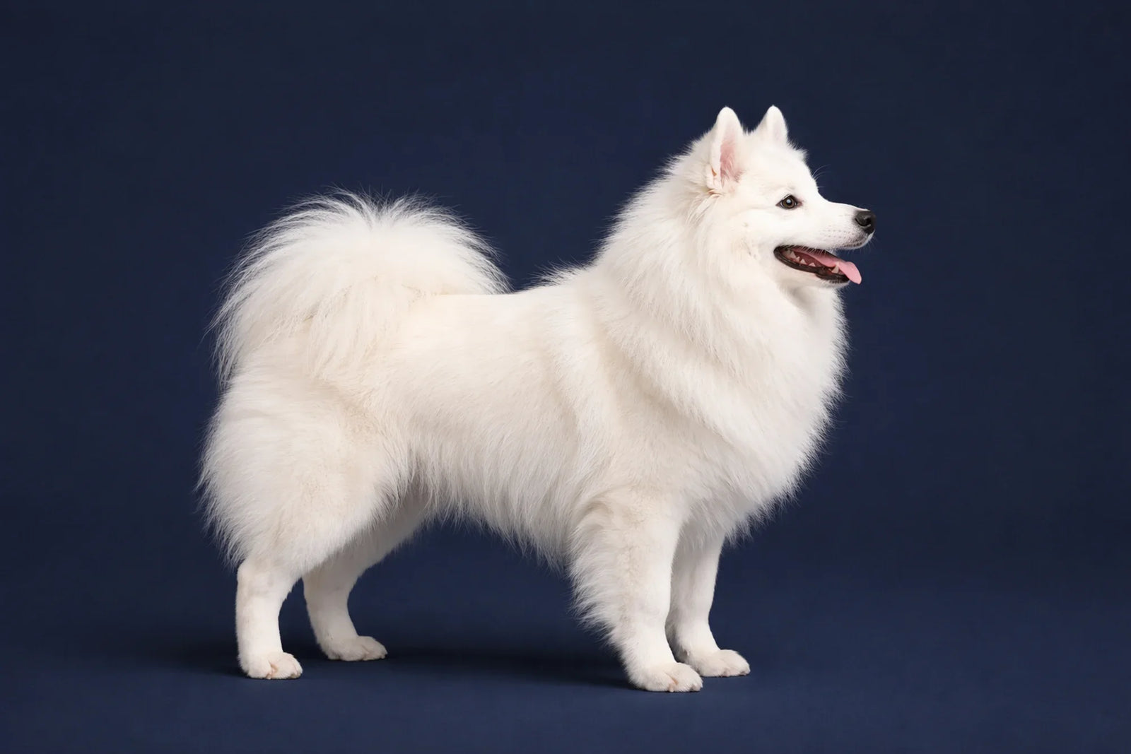 American Eskimo Dog