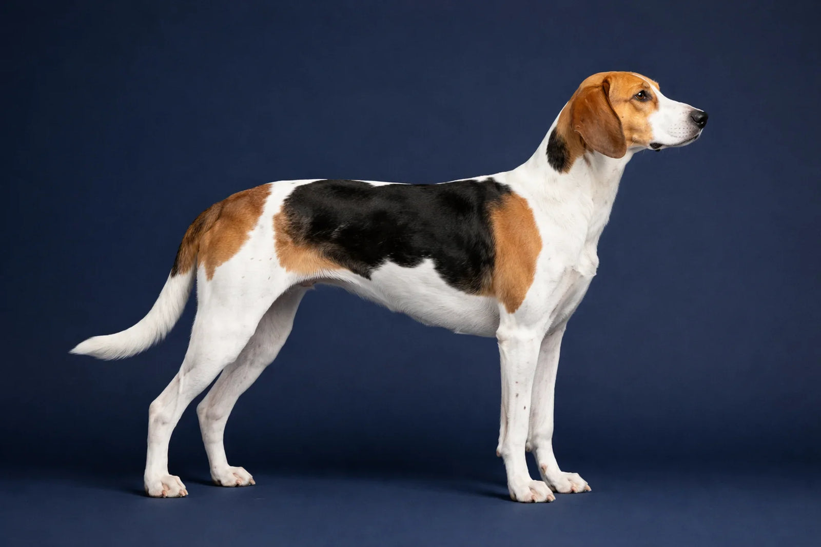 American Foxhound