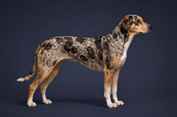 American Leopard Hound