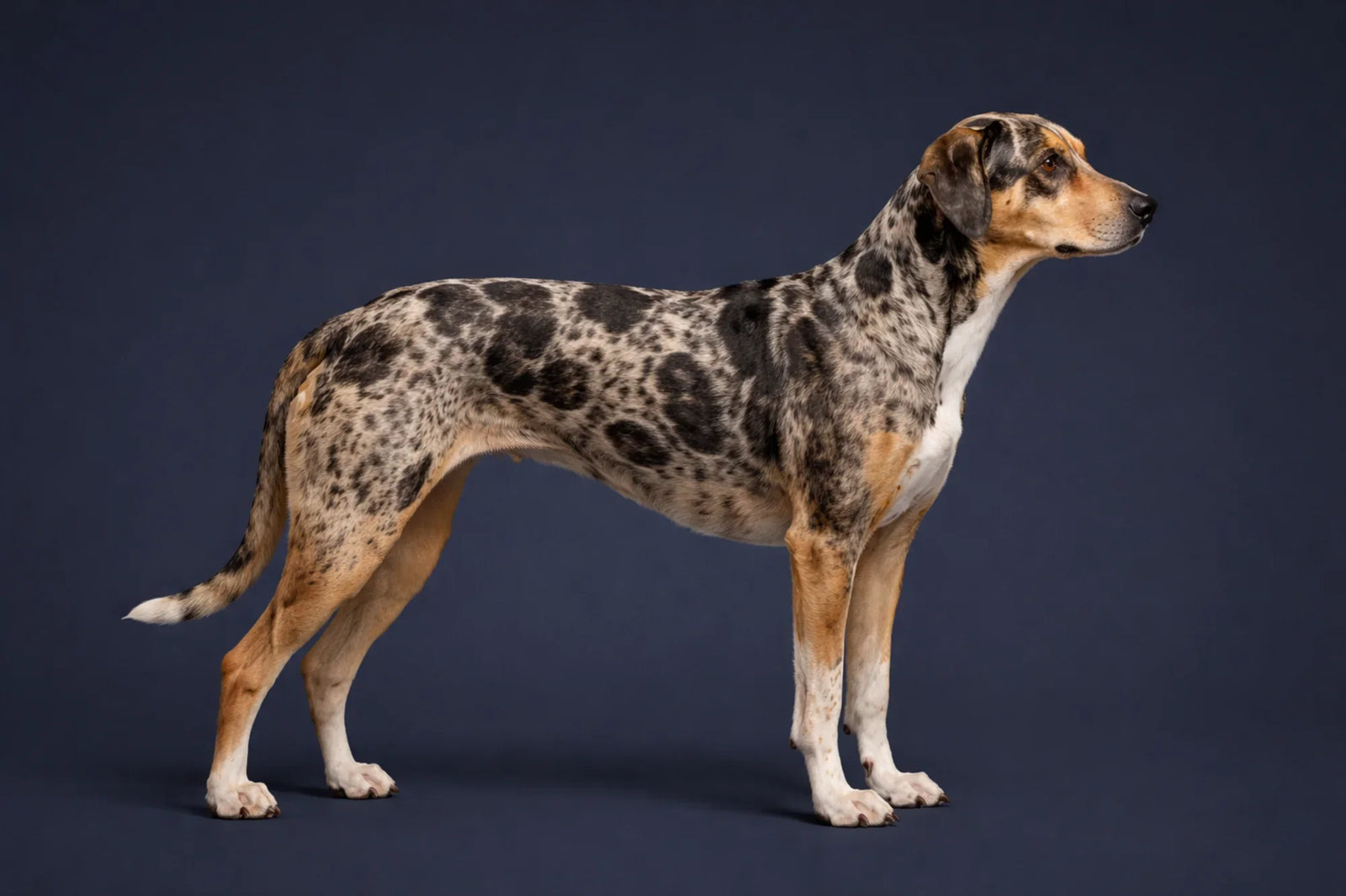 American Leopard Hound side profile shot against a navy background