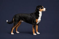 Appenzeller Sennenhund