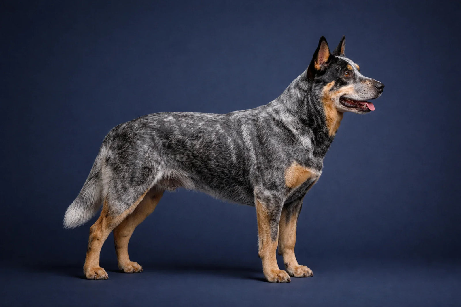 Australian Cattle Dog