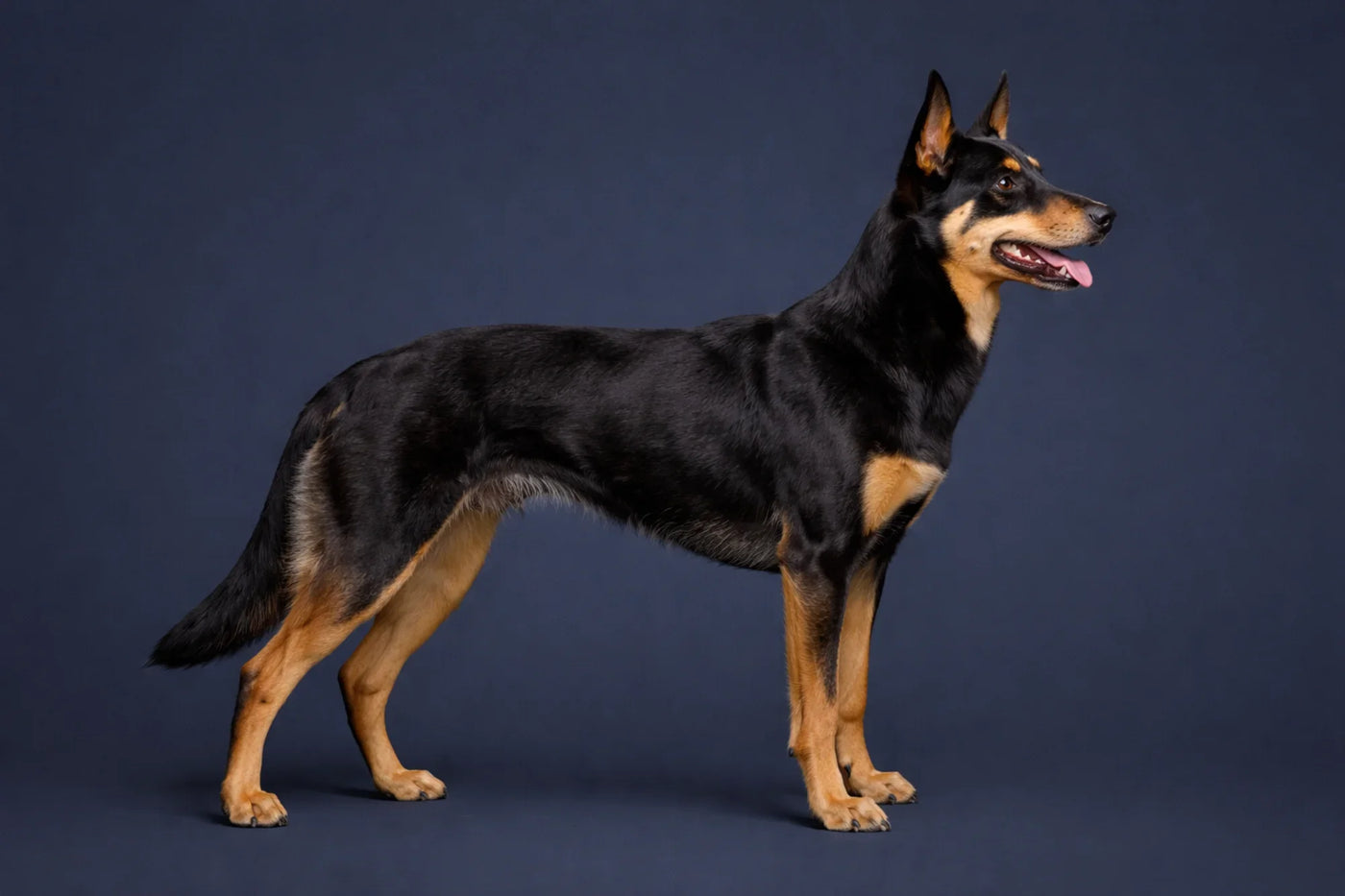 Australian Kelpie side profile shot against a navy background