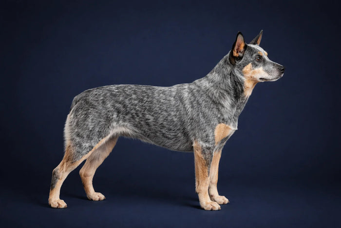 Australian Stumpy Tail Cattle Dog side profile shot against a navy background