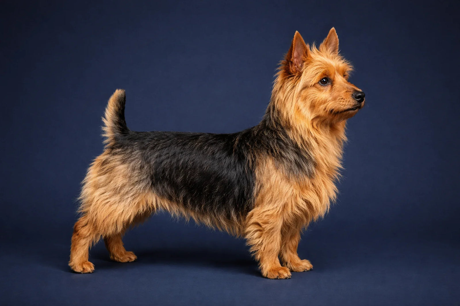 Australian Terrier