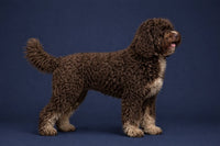 Barbet