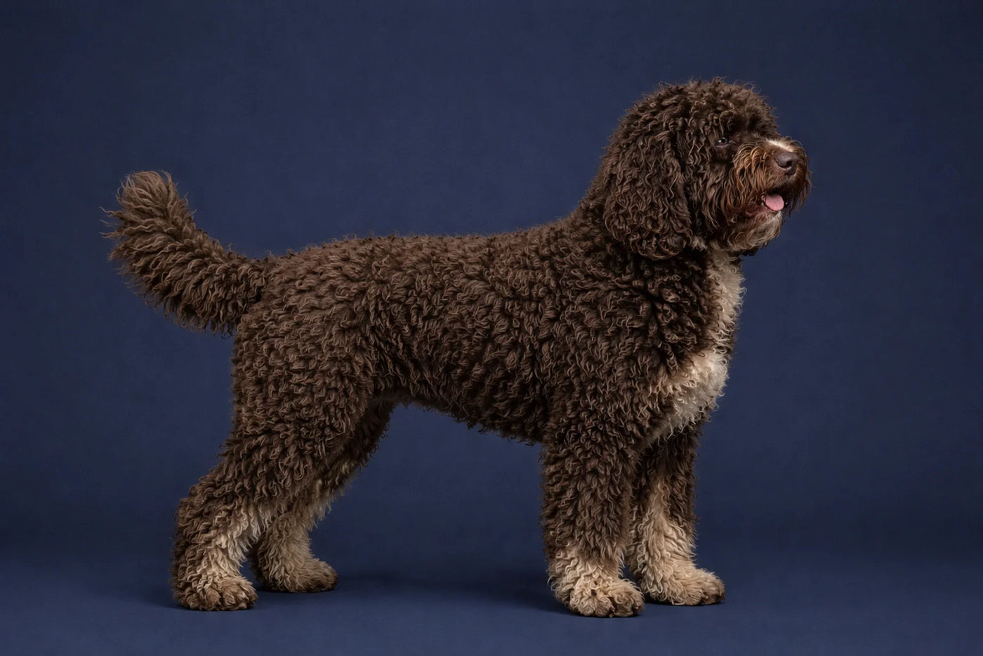 Barbet