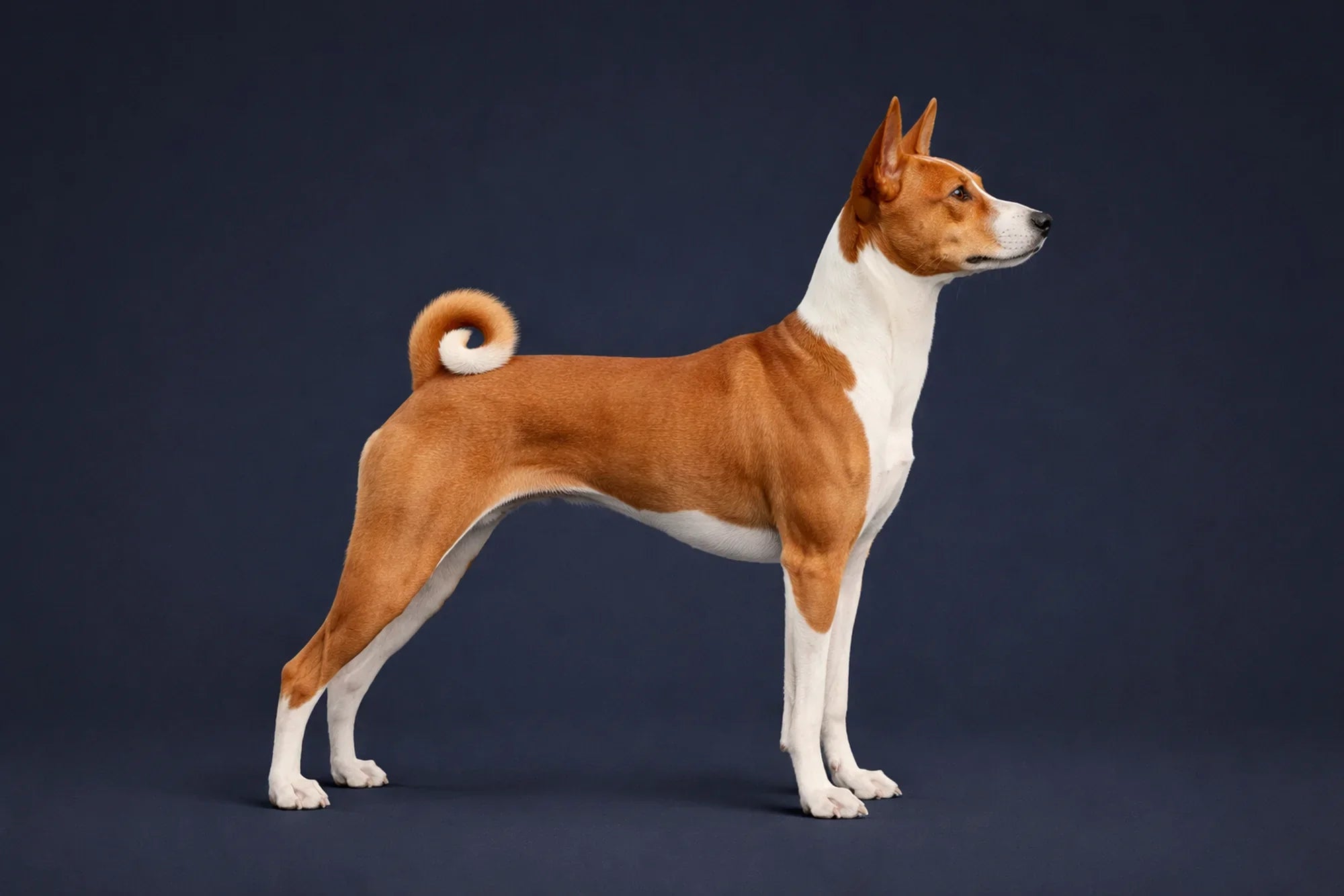 Basenji Rarest Color Basenji – Select Urns