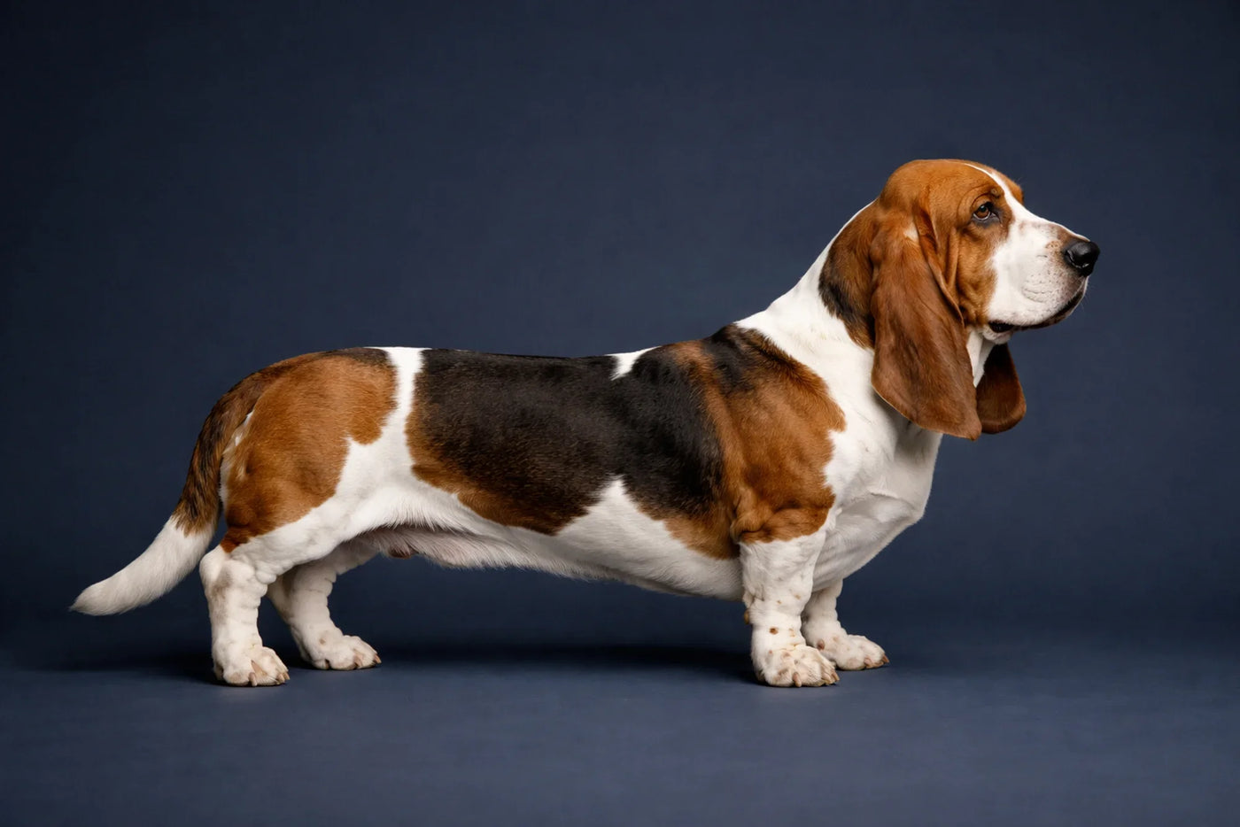 Basset Hound