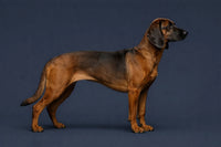 Bavarian Mountain Scent Hound