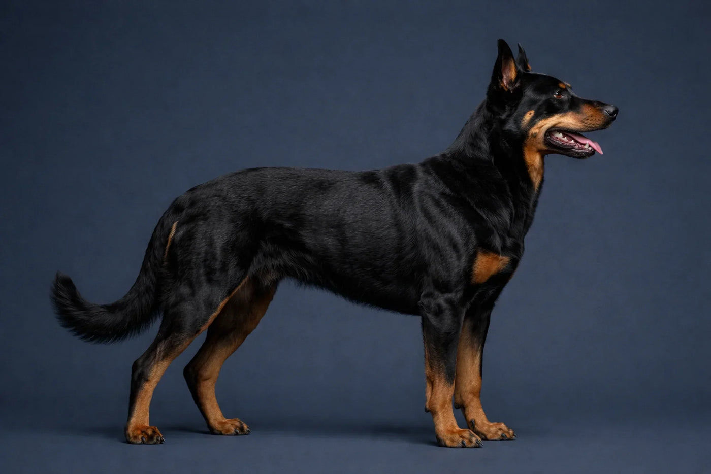 Beauceron