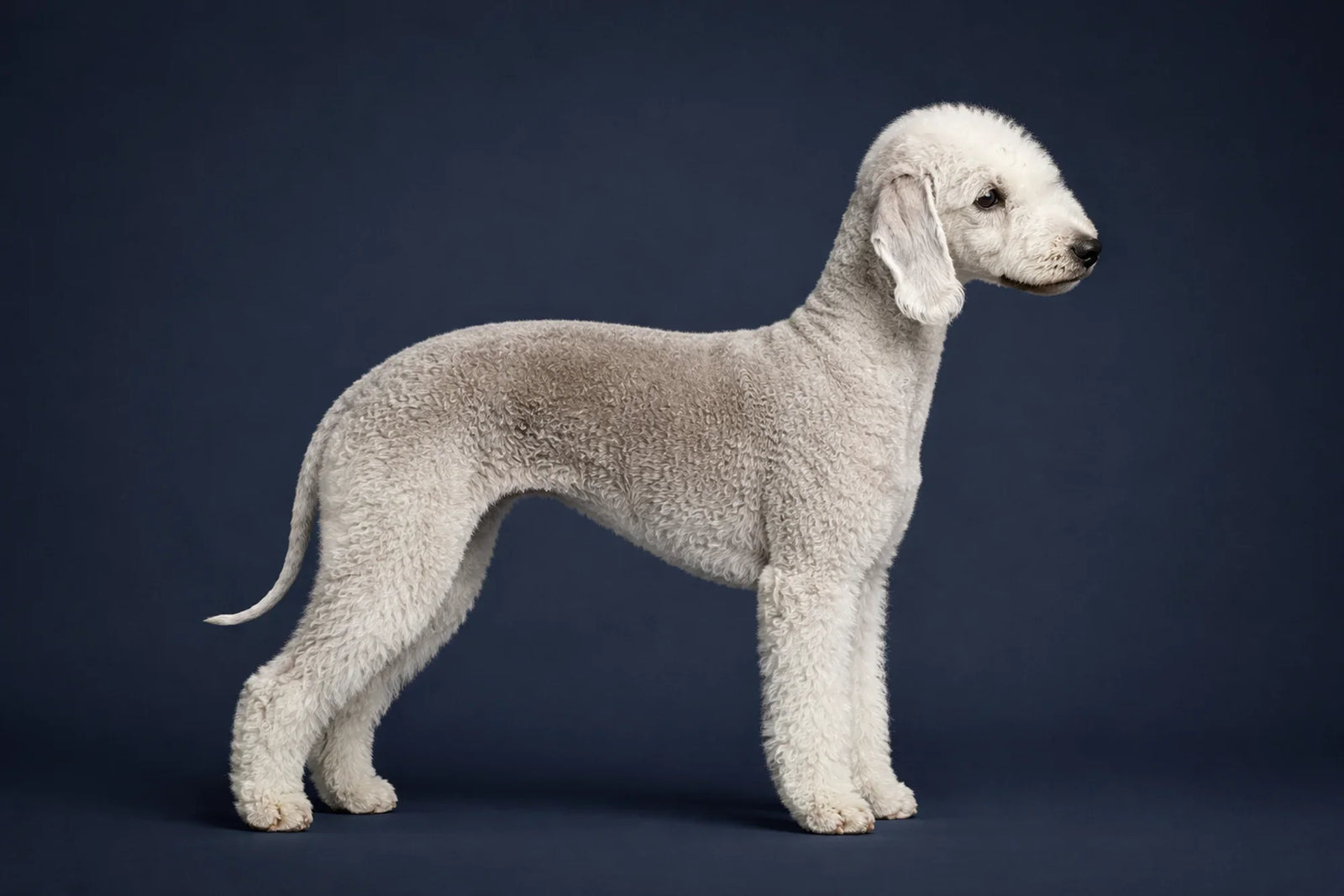 Bedlington Terrier