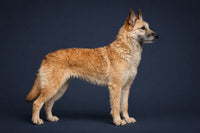 Belgian Laekenois