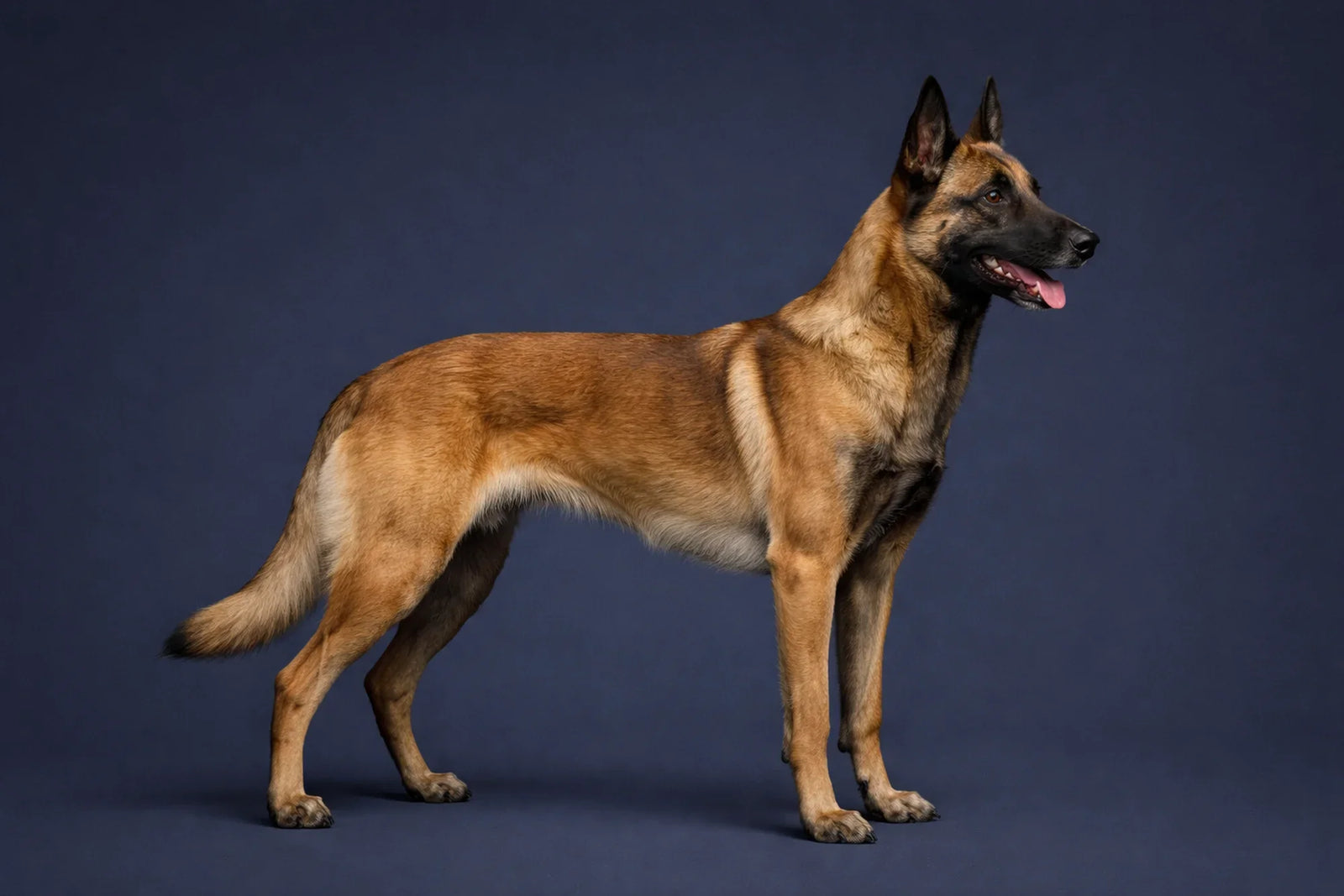 Belgian Malinois