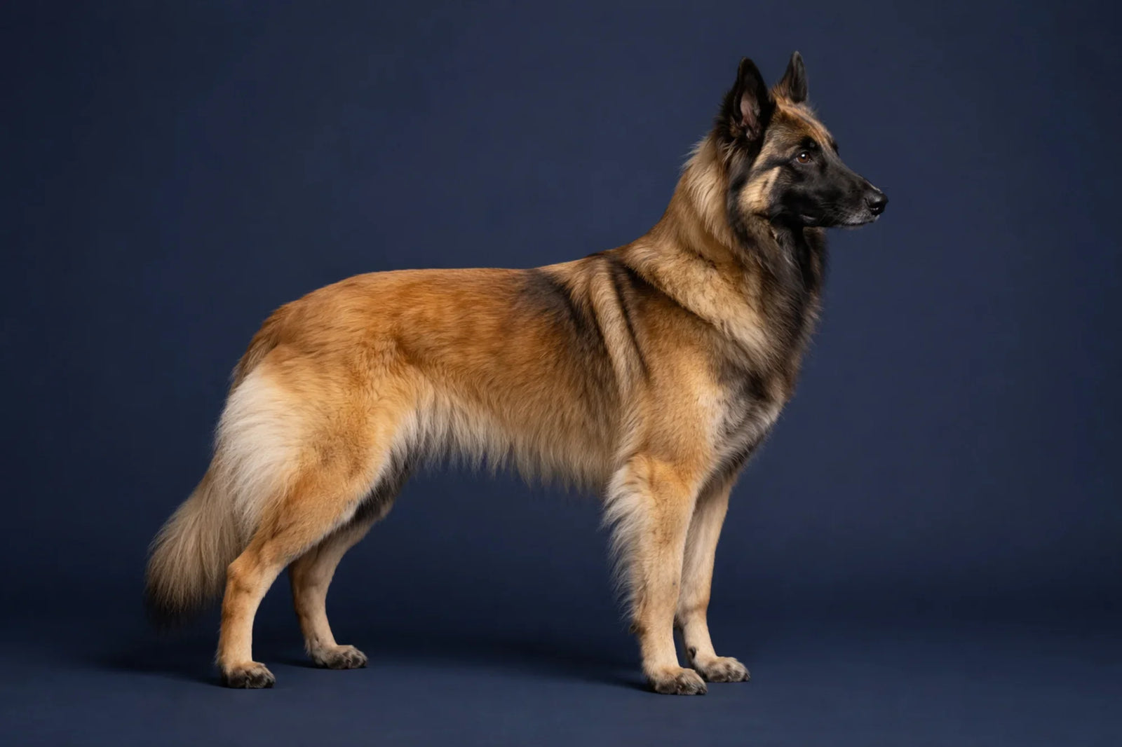 Belgian Tervuren