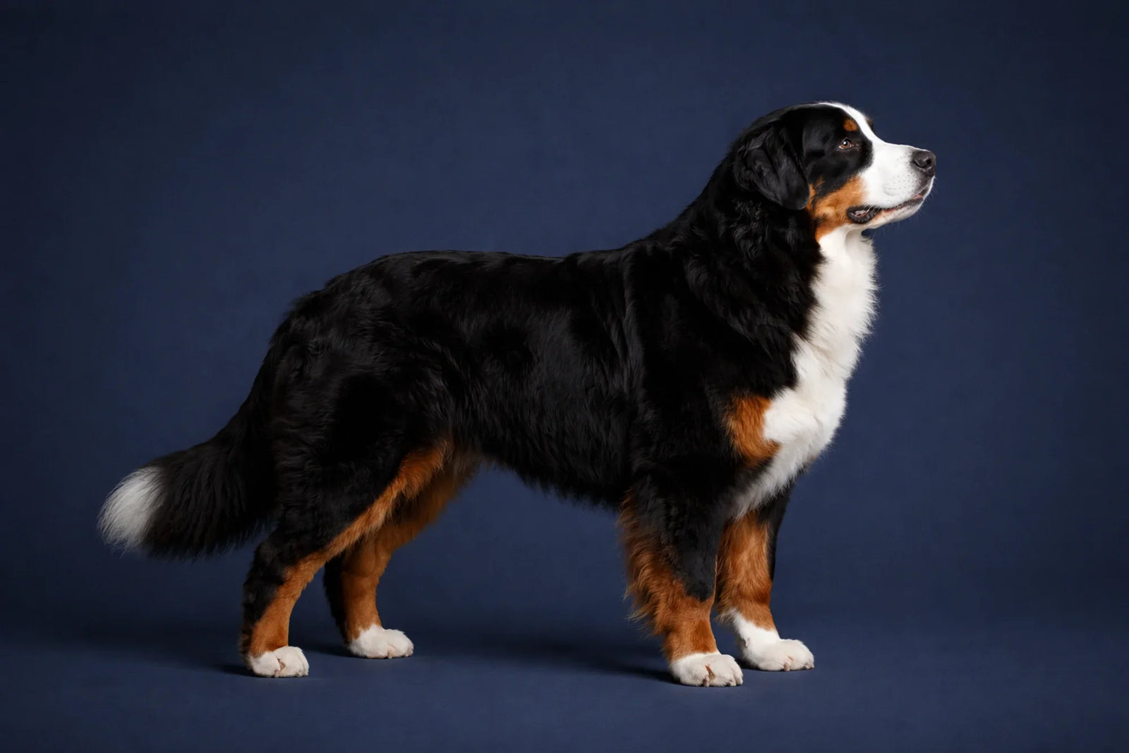 Bernese Mountain Dog