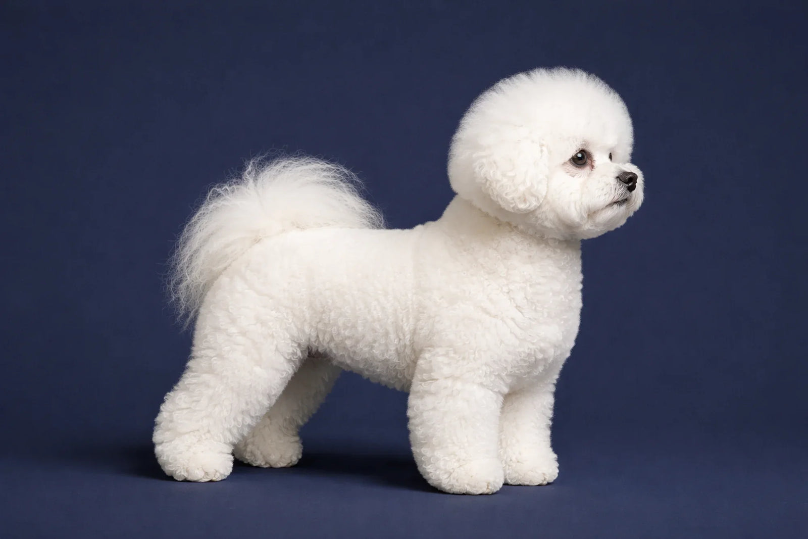 Bichon Frise