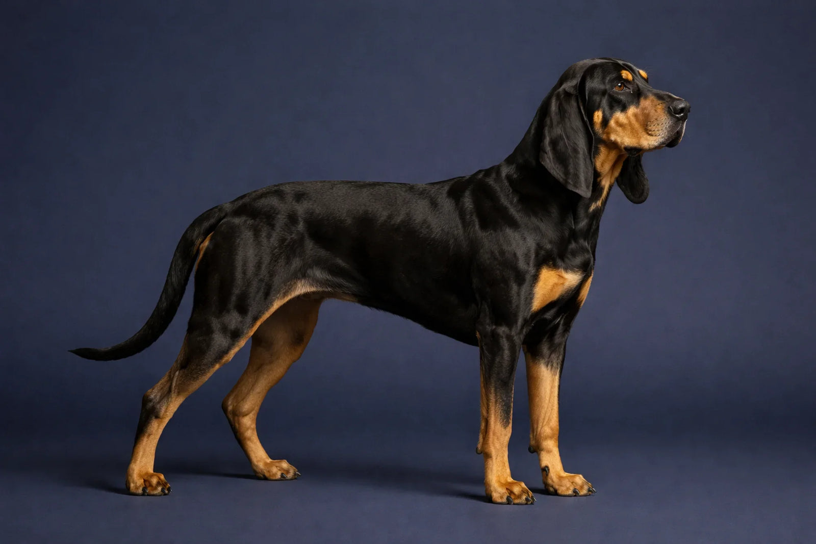 Black and Tan Coonhound