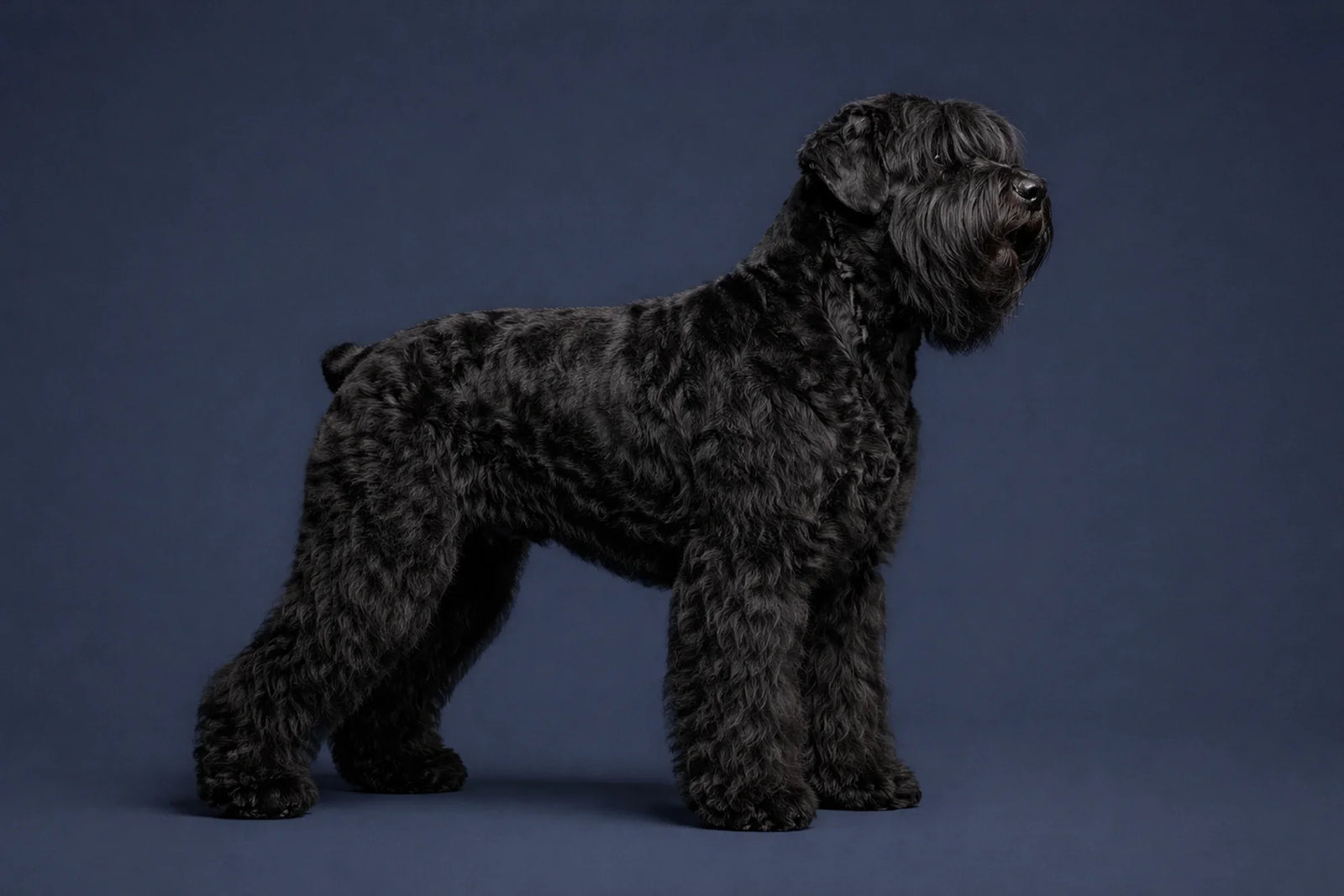Black Russian Terrier