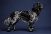 Blue Picardy Spaniel