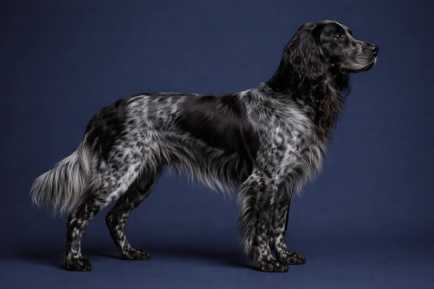 Blue Picardy Spaniel side profile shot against a navy background