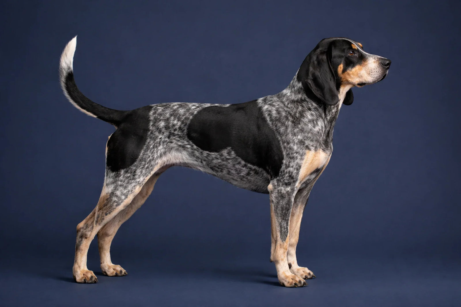Bluetick Coonhound