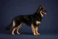Bohemian Shepherd