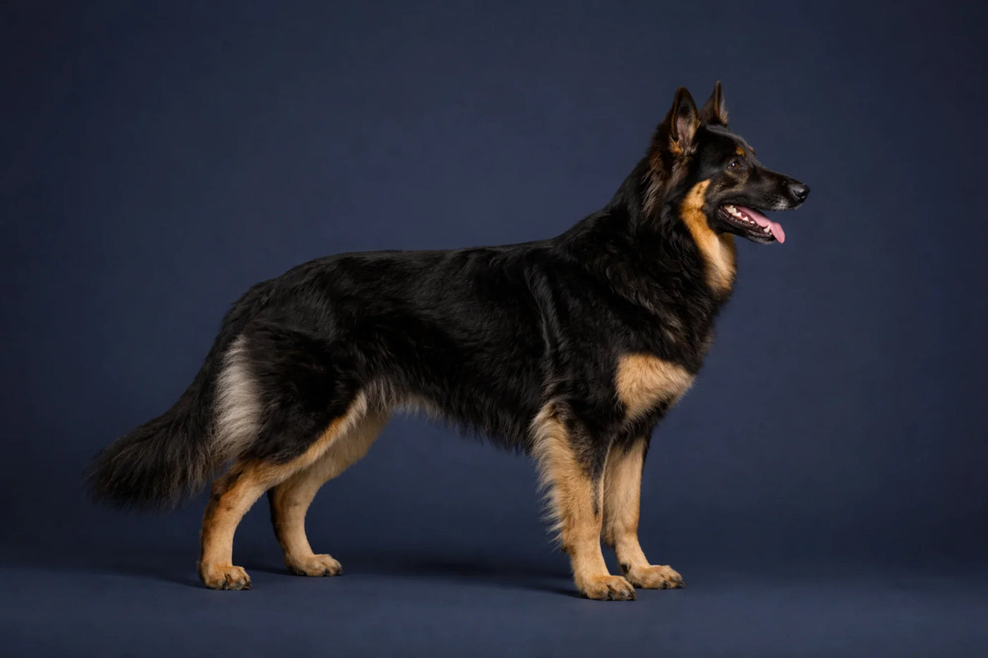 Bohemian Shepherd side profile shot against a navy background