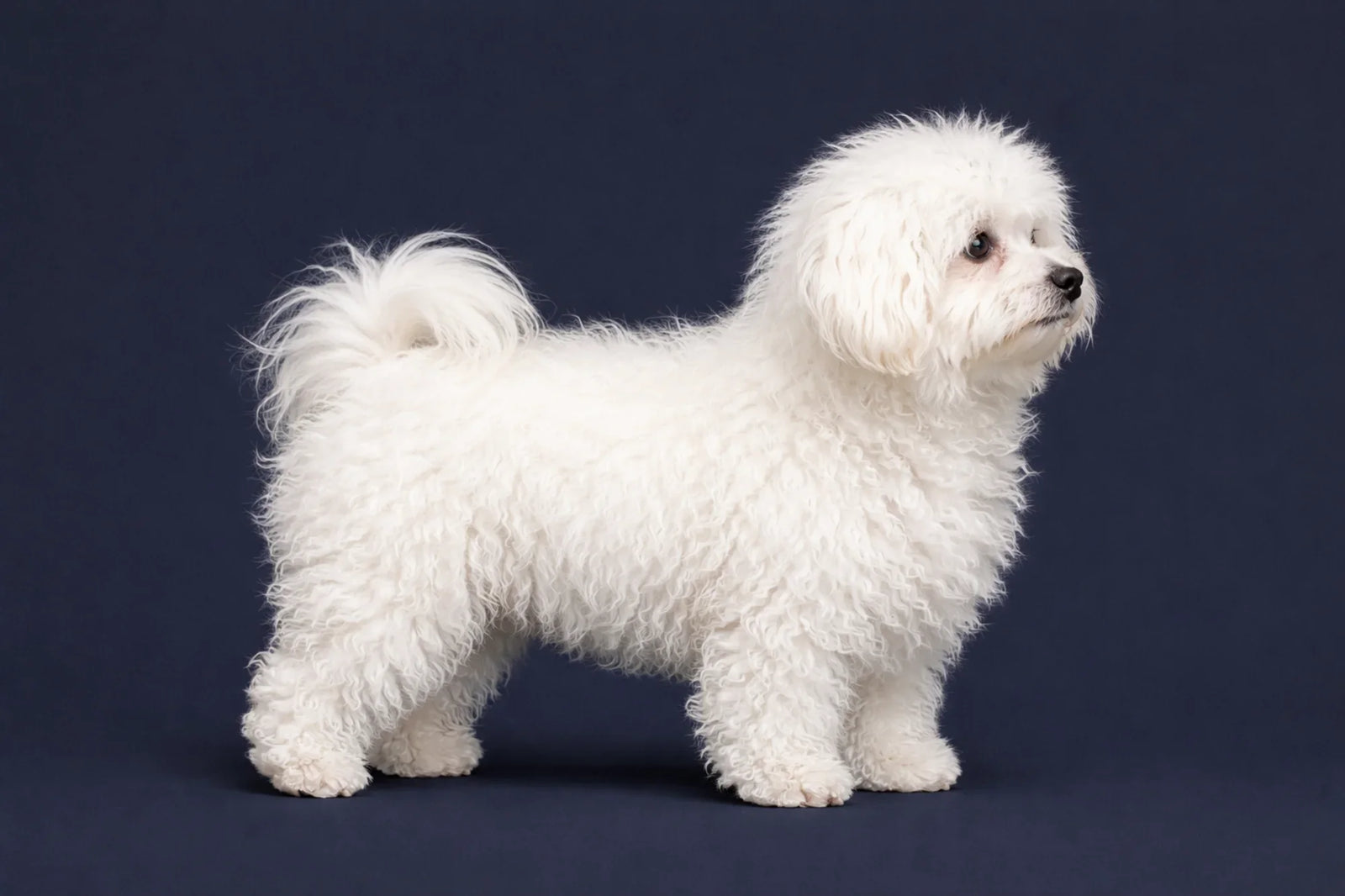 Bolognese side profile shot against a navy background