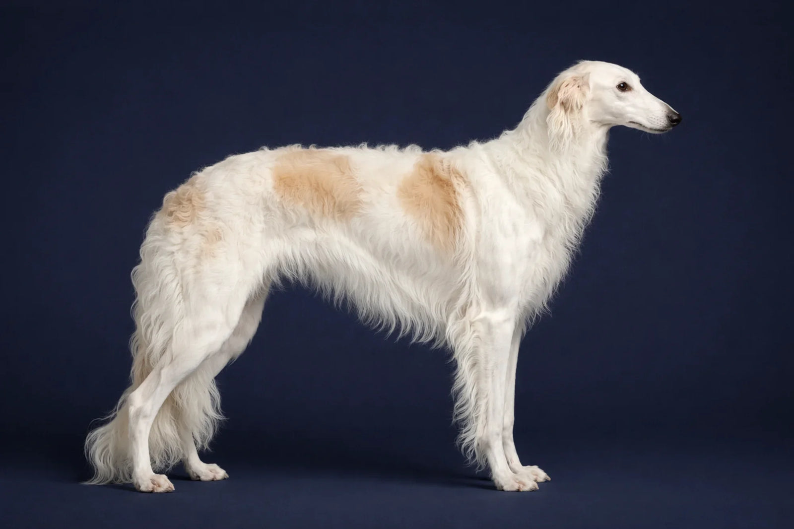 Borzoi