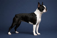 Boston Terrier